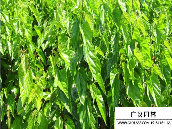 桑樹