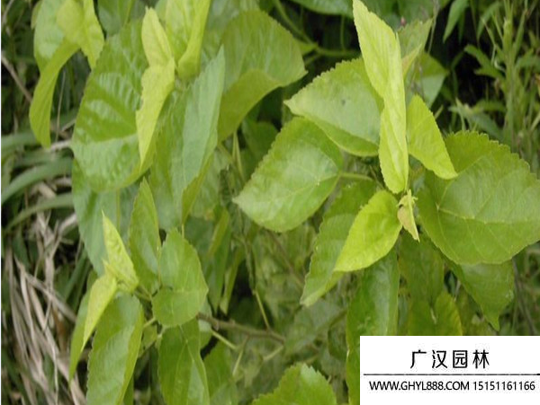 桑樹