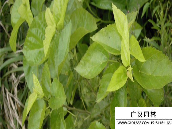 桑樹