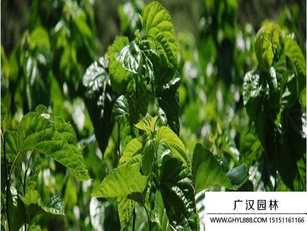 桑樹