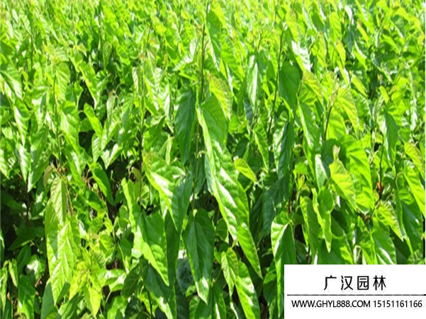 桑樹
