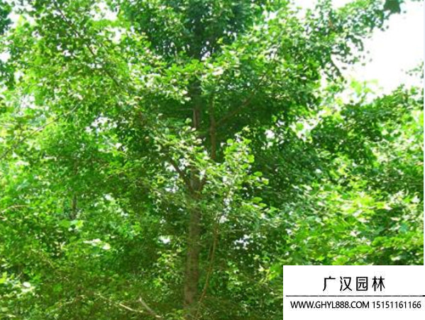 實生銀杏
