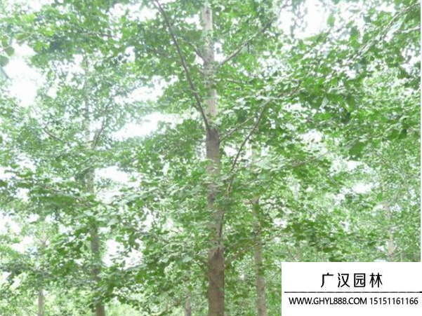 實生銀杏