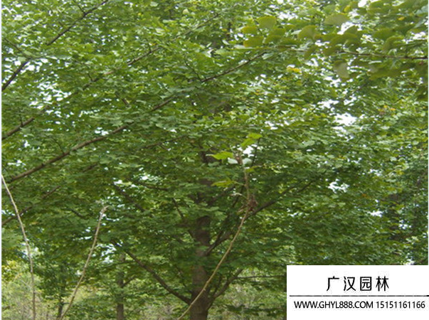 實生銀杏