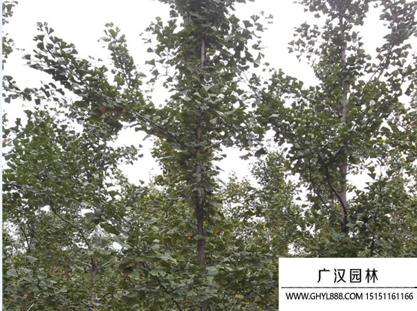 實生銀杏