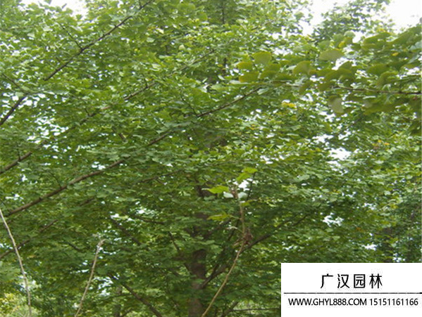 實生銀杏