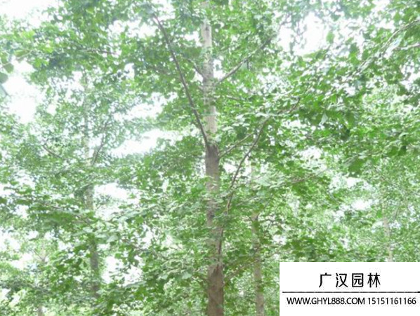 實生銀杏
