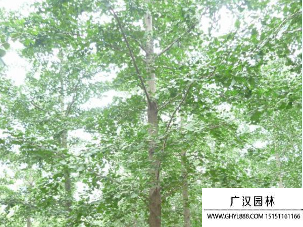 實生銀杏