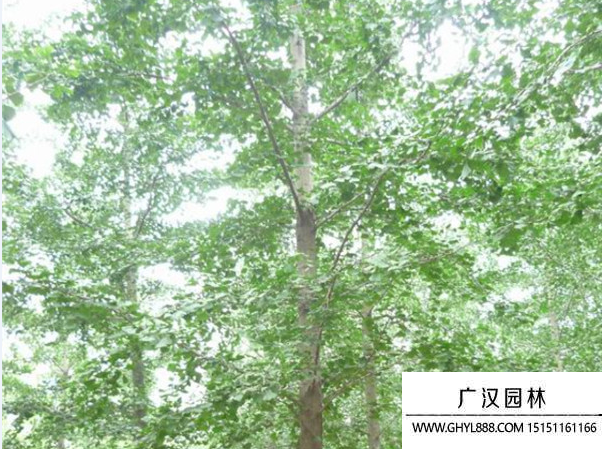 實生銀杏