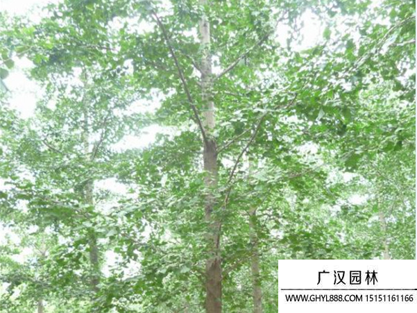 實生銀杏