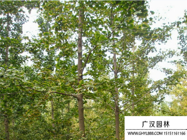 實生銀杏