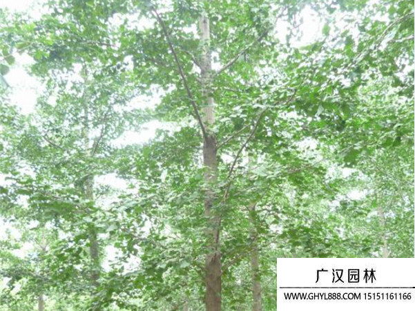實生銀杏
