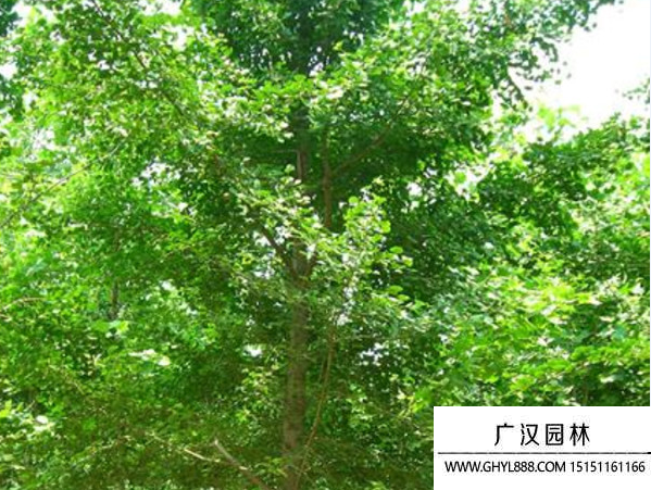 實生銀杏