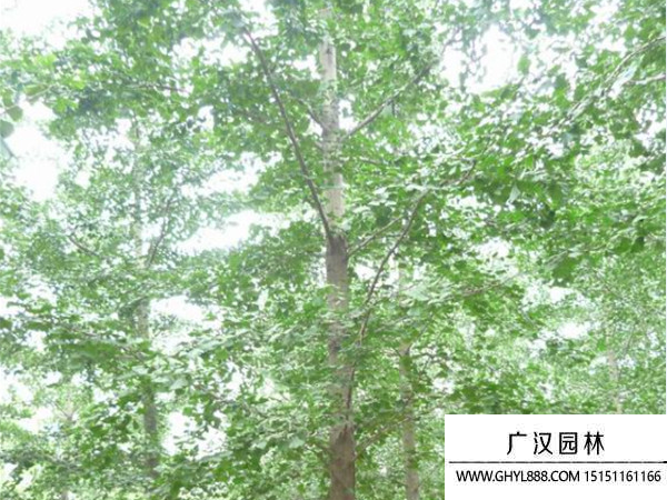 實生銀杏