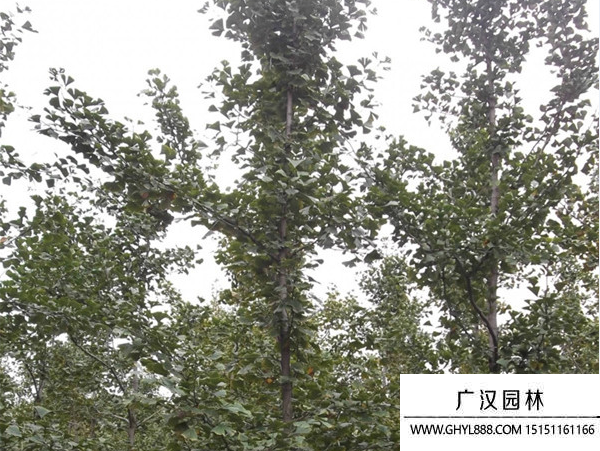 實生銀杏