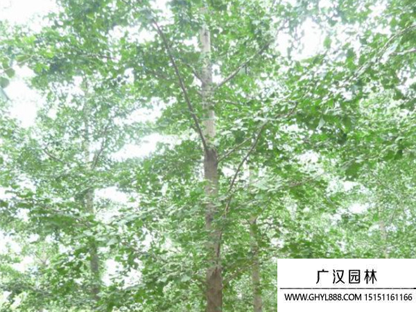 實生銀杏