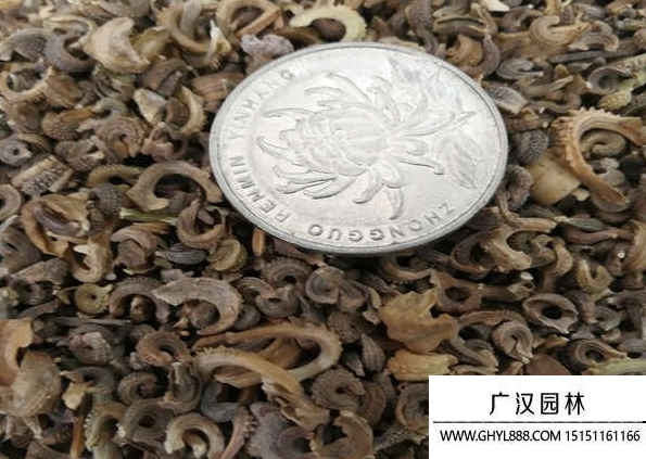 金盞菊種子