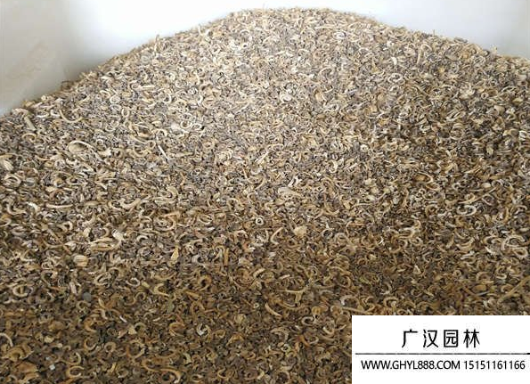 金盞菊種子