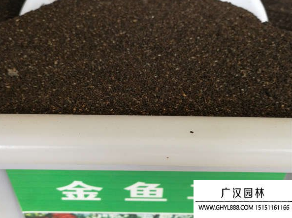 金魚草種子