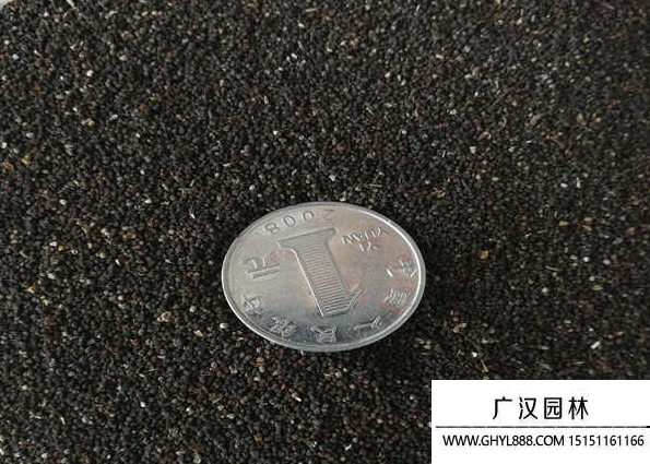 金魚草種子