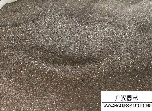 金魚草種子