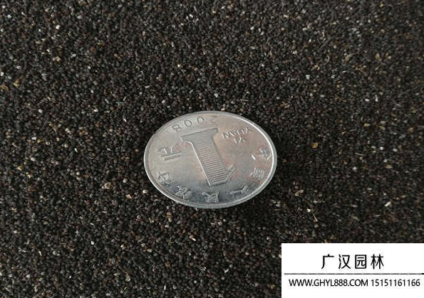 金魚草種子