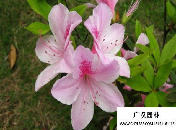 夏鵑