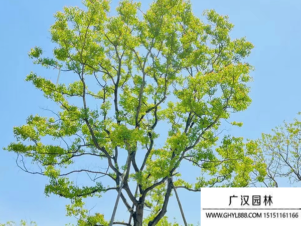 烏桕