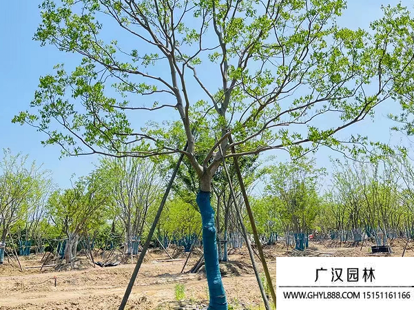 烏桕