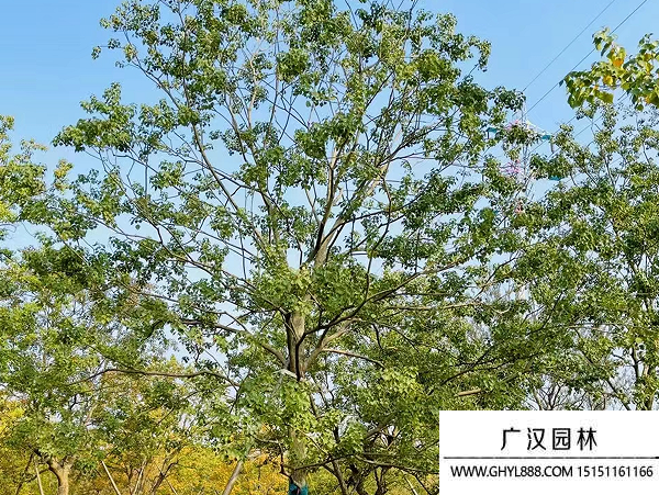烏桕