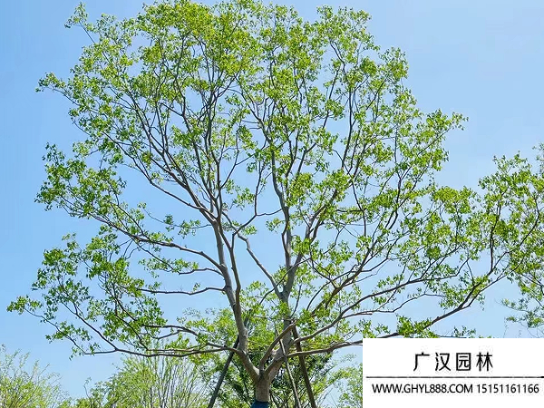 烏桕