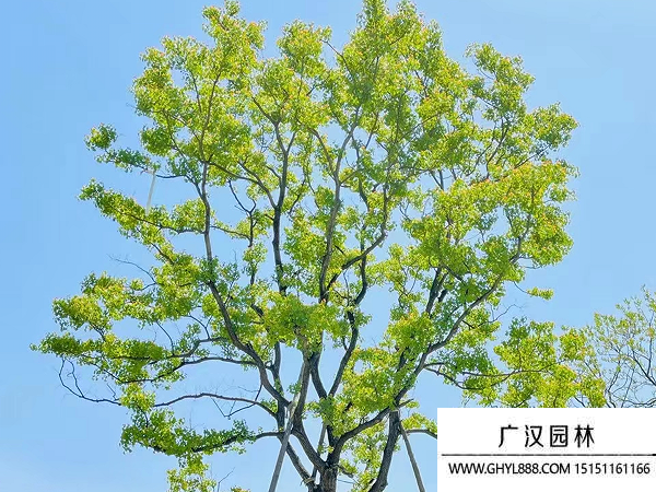 烏桕