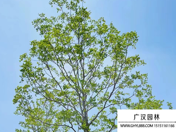 烏桕