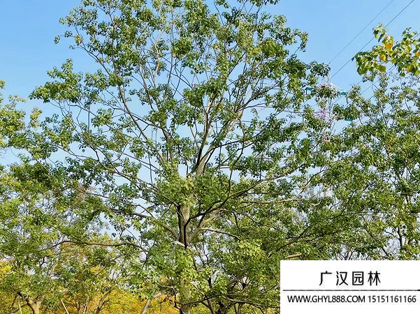 烏桕