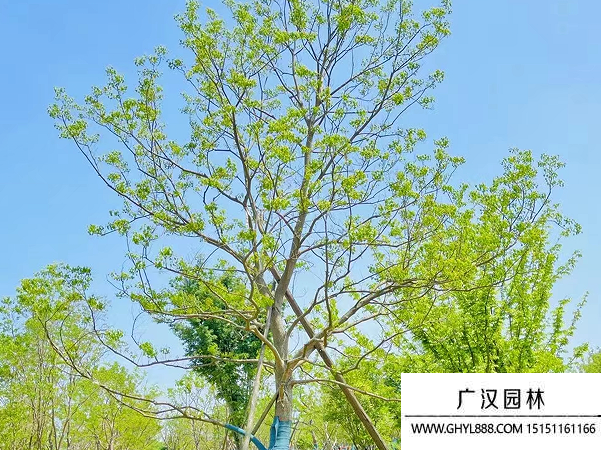 烏桕
