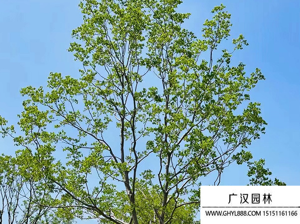 烏桕
