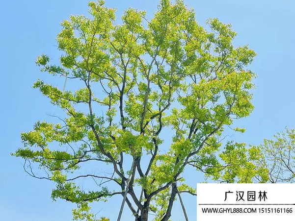 烏桕