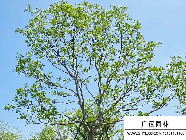 烏桕