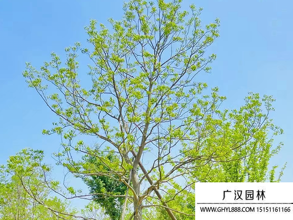 烏桕