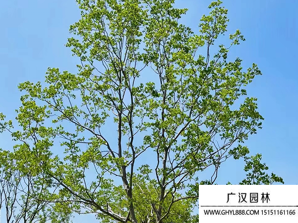 烏桕