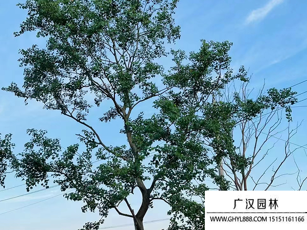 烏桕