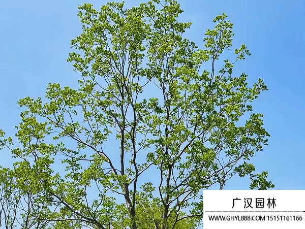 烏桕