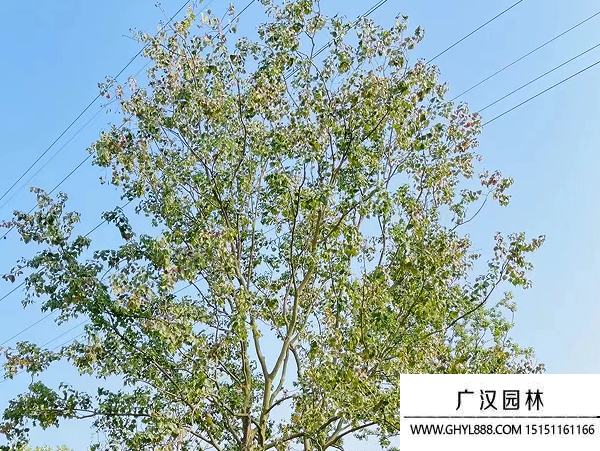 烏桕