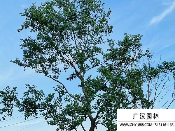 烏桕