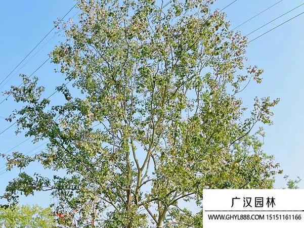 烏桕