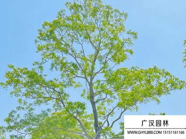 烏桕