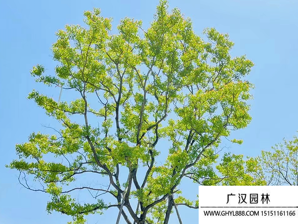 烏桕