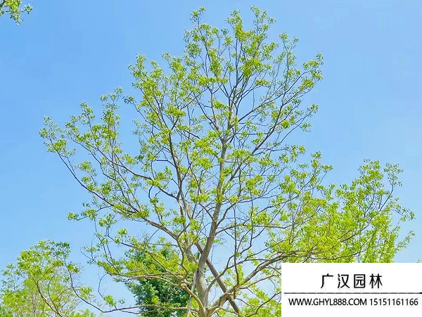 烏桕