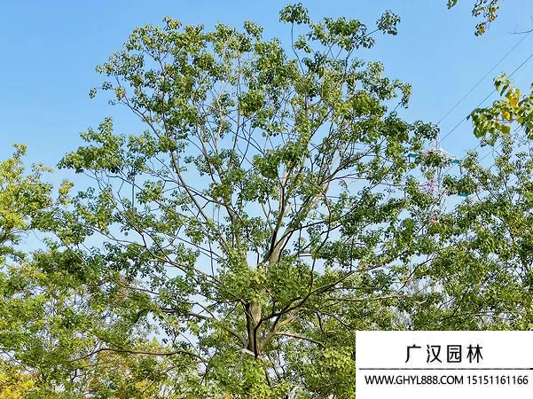 烏桕
