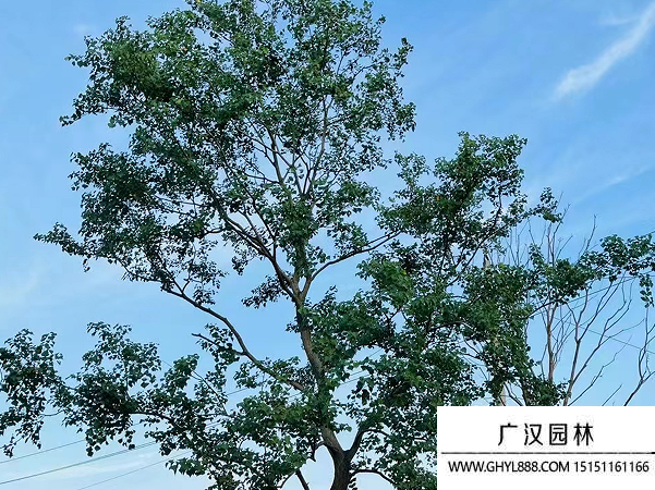 烏桕